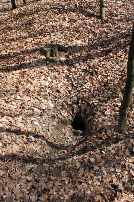 Ligne Maginot - L'endroit sert de PC à une famille de blaireaux - L'endroit sert de PC à une famille de blaireaux - Christian LENHARD