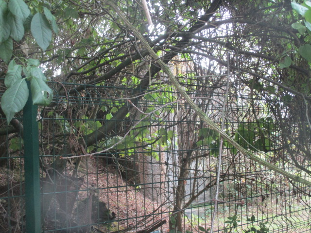 Ligne Maginot - B304 - PETIT MARAIS - (Blockhaus pour canon) - Vu de la GR 121 B. - Smardz Félix
