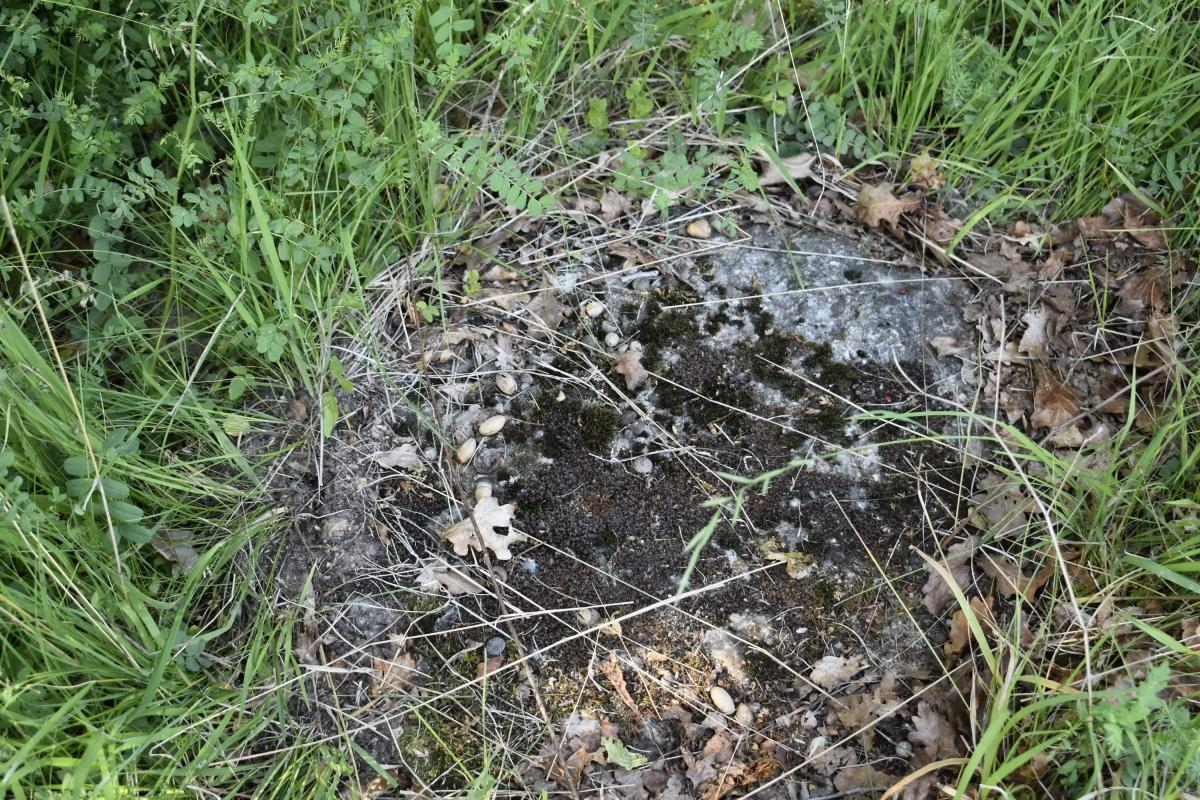 Ligne Maginot - G35 - Mastgreingrund Centre - Reste du toit affleurant. - D. Froehly