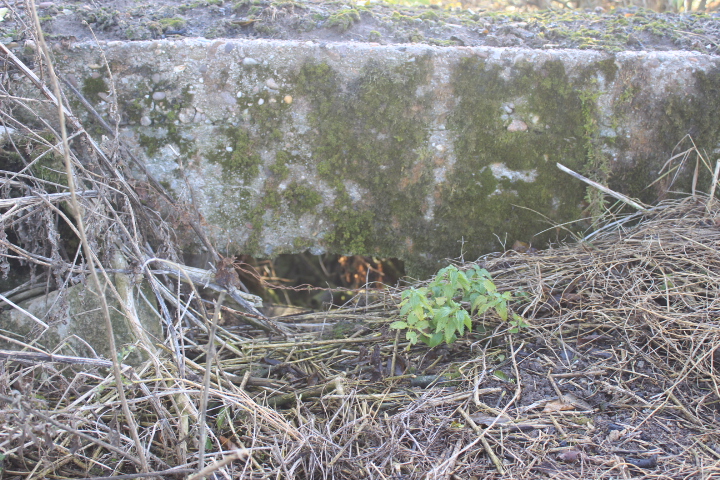 Ligne Maginot - RODENBERG 2 - (Blockhaus pour arme infanterie) -  - JIN JAC