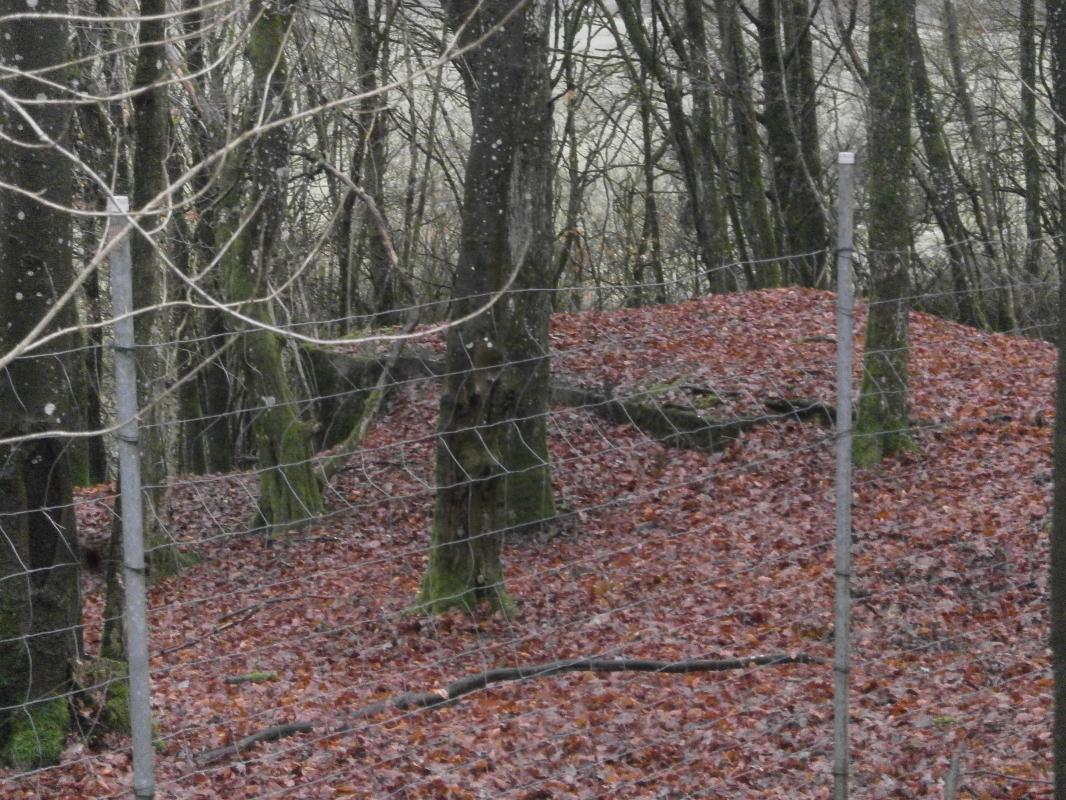 Ligne Maginot - HART CENTRE 2 - (Observatoire indeterminé) - Le bloc n'est plus approchable pour cause de cloture - jin jac