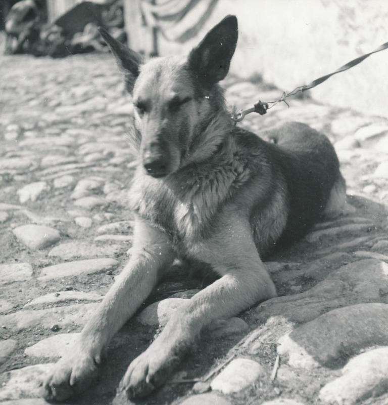 Ligne Maginot - FLAMBEAU - Mascotte du 99° RIA - FLAMBEAU, chien-loup appartenant au 99° RIA - Goldner - Paris
