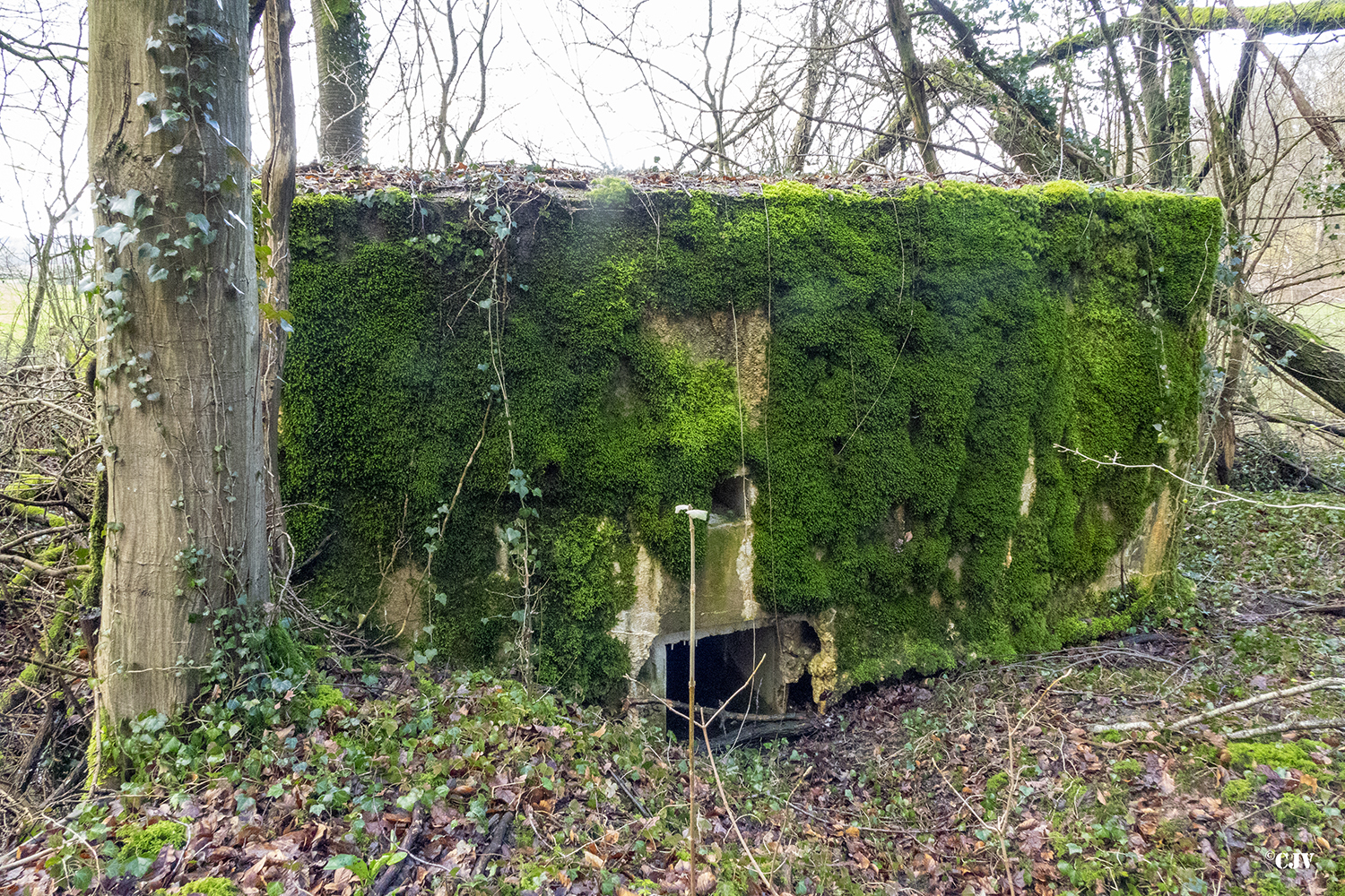 Ligne Maginot - DB346 - GRAND BOIS SUD - (Blockhaus pour arme infanterie) -  - Lia VERMEULEN