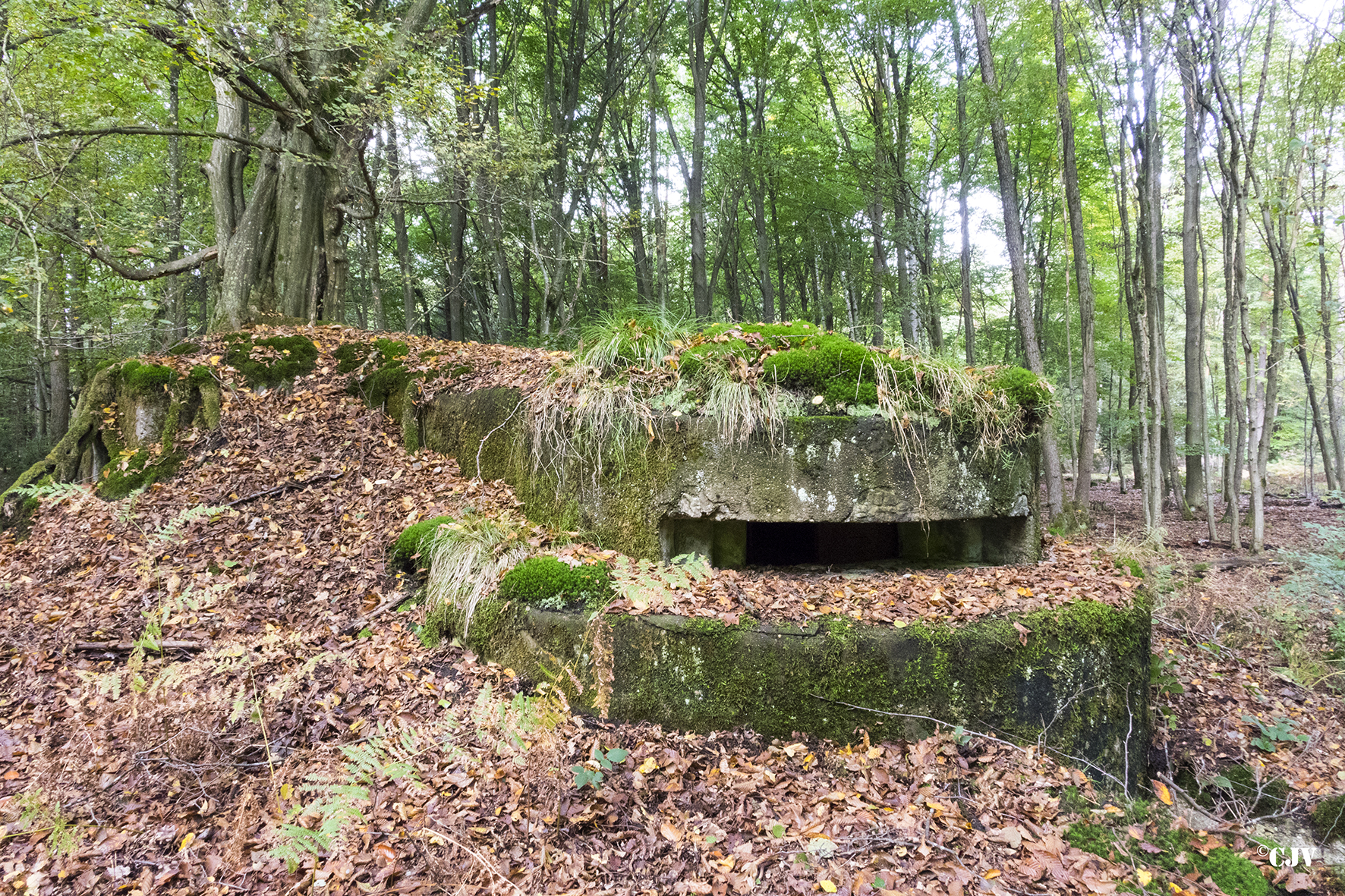 Ligne Maginot - ALLEE DU DEIESLACH 1 - (Blockhaus pour arme infanterie) -  - Lia VERMEULEN