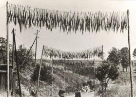 Ligne Maginot - SCHIESSECK - (Ouvrage d'artillerie) - Le chemin menant à l'entrée des munitions
Noter le dispositif de camouflage a destination de l'aviation ennemie