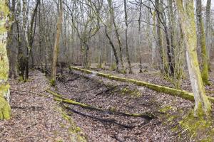 Ligne Maginot - REININGUE - DéPôT ARRIèRE - (Dépôt de Munitions) - Limite du site - Clôture et fossé en font le tour.