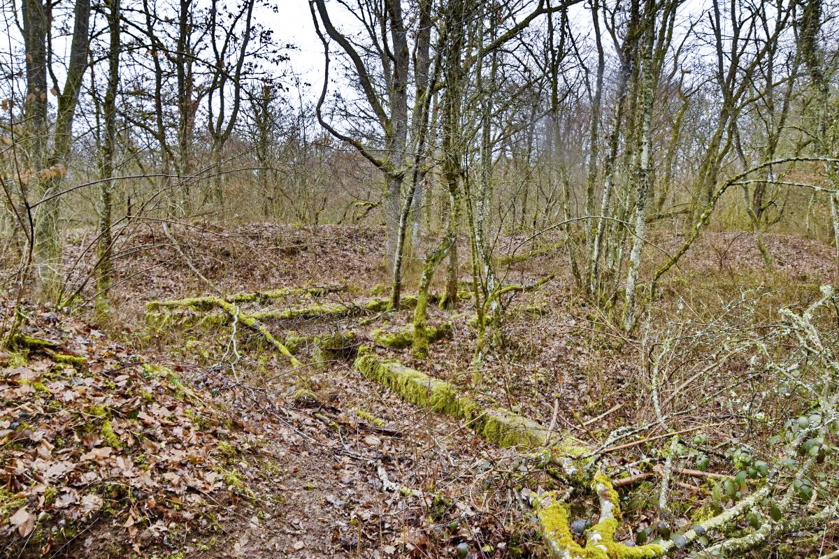 Ligne Maginot - REININGUE - DéPôT ARRIèRE - (Dépôt de Munitions) - Soubassement d'un bâtiment (F) - Daniel Froehly