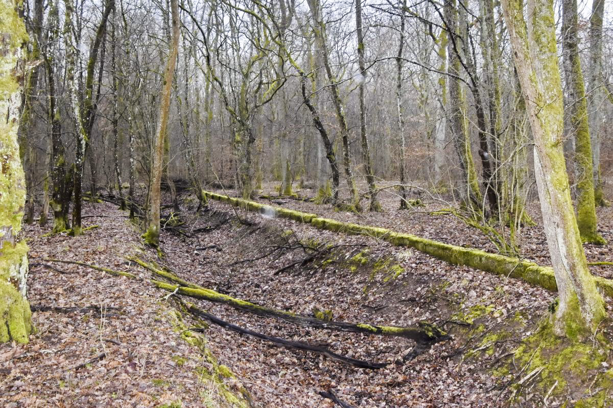 Ligne Maginot - REININGUE - DéPôT ARRIèRE - (Dépôt de Munitions) - Limite du site - Clôture et fossé en font le tour. - Daniel Froehly
