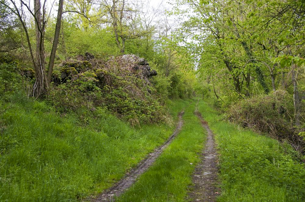 Ligne Maginot - 6/1 - CHALAMPE BERGE SUD - (Casemate d'infanterie - Double) - Vue du chemin
Casemate entièrement détruite. Les blocs de béton sont toujours présents. - D Froehly