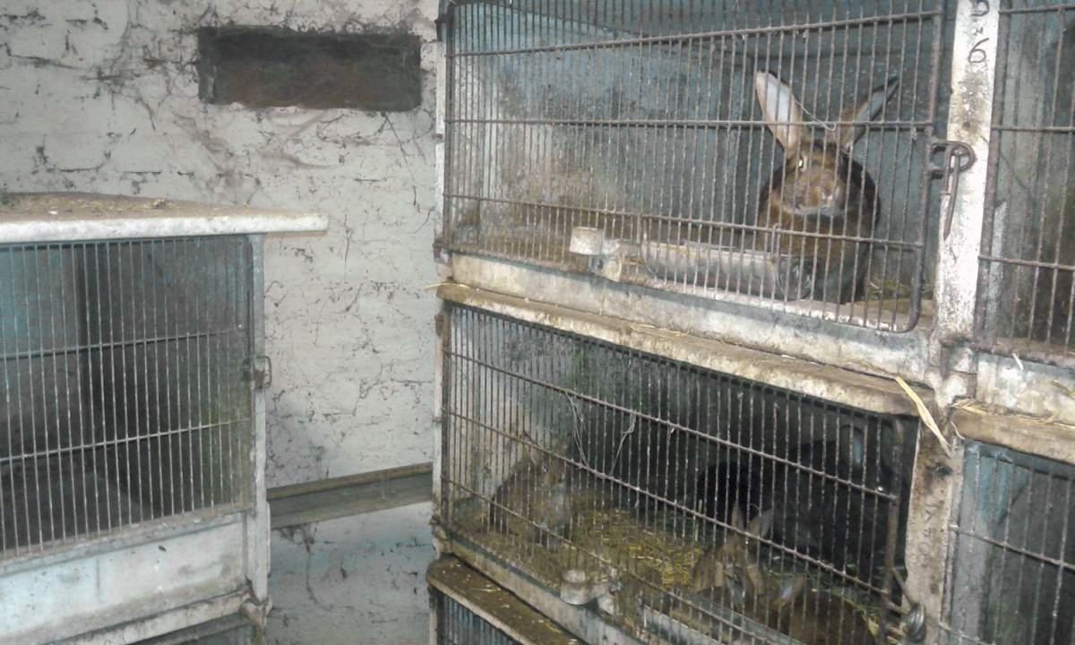 Ligne Maginot - Blockhaus UCKANGE Triage - Nouvelle vie du blockhaus : Clapier pour lapins - TITI57
