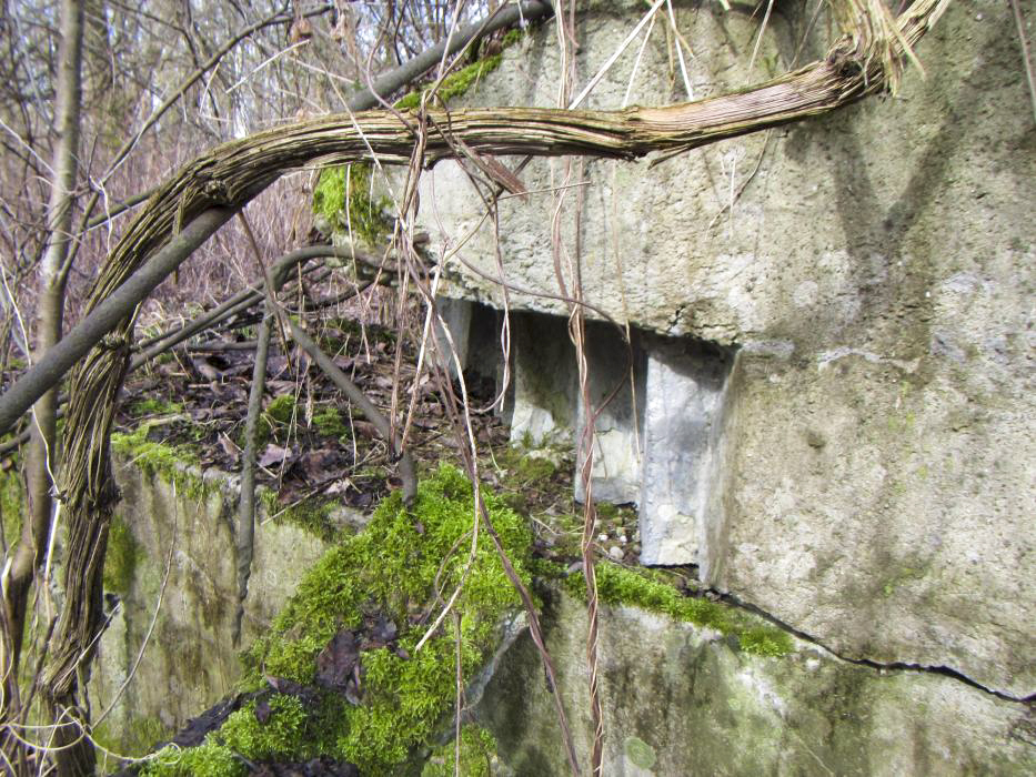 Ligne Maginot - G50 - HOMBOURG BERGE 1 - (Blockhaus pour arme infanterie) - Vestige du créneau de défense de l'abri. lLabri possède deux accès, un accès nord et un accés ouest. - J-F ALTHAUS - MMHA