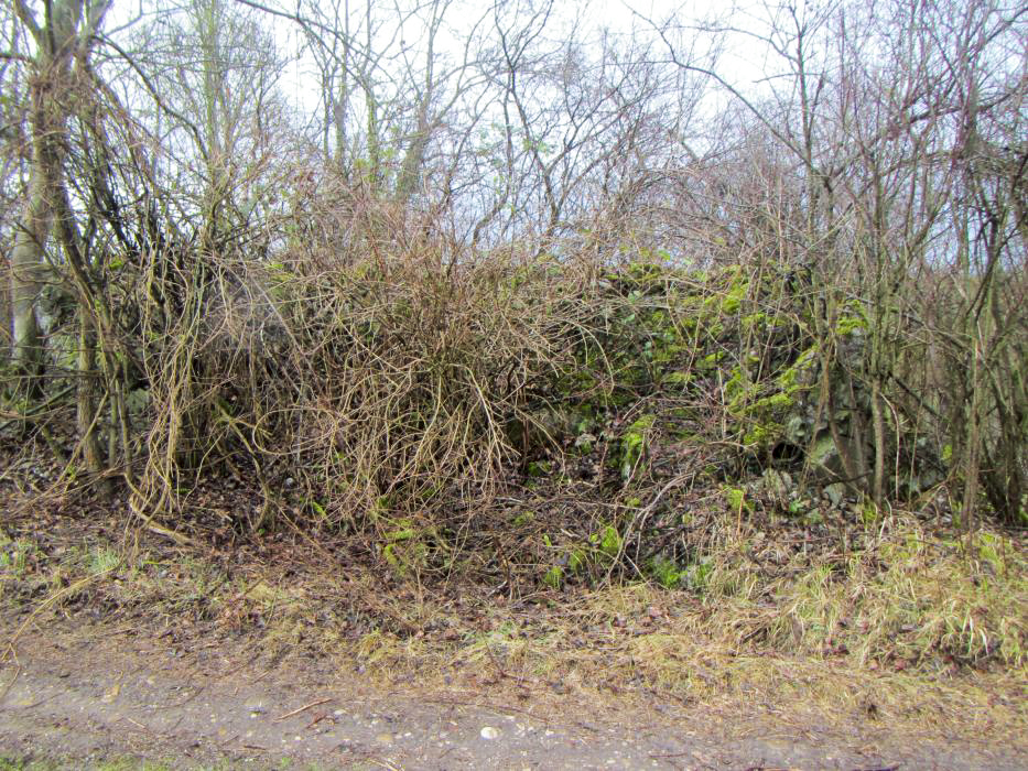 Ligne Maginot - G48 - OTTMARSHEIM - (Blockhaus pour arme infanterie) - Le bloc vue de l'arrière ne ressemble plus à grand chose surtout recouvert de végétation. les trois blocs bétonnés des photos précédentes se trouvent juste en arrière à gauche à quelques mètres. - J-F ALTHAUS - MMHA
