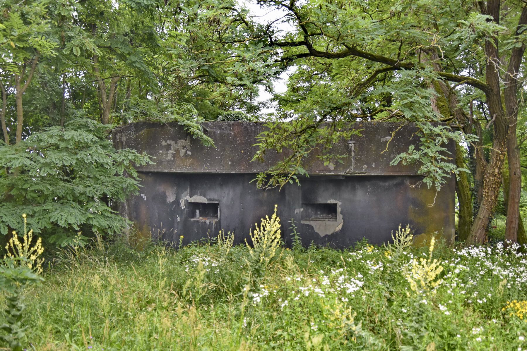 Ligne Maginot - 44/3 - ALGOLSHEIM NORD - (Casemate d'infanterie - Double) - Façade nord - Daniel Froehly