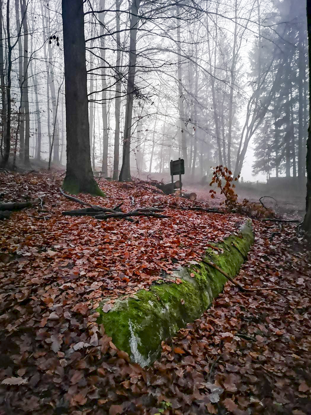 Ligne Maginot - U2 - (Chambre de coupure) - La chambre de coupure U2, en bordure d'un carrefour forestier. - DK_Antoine4