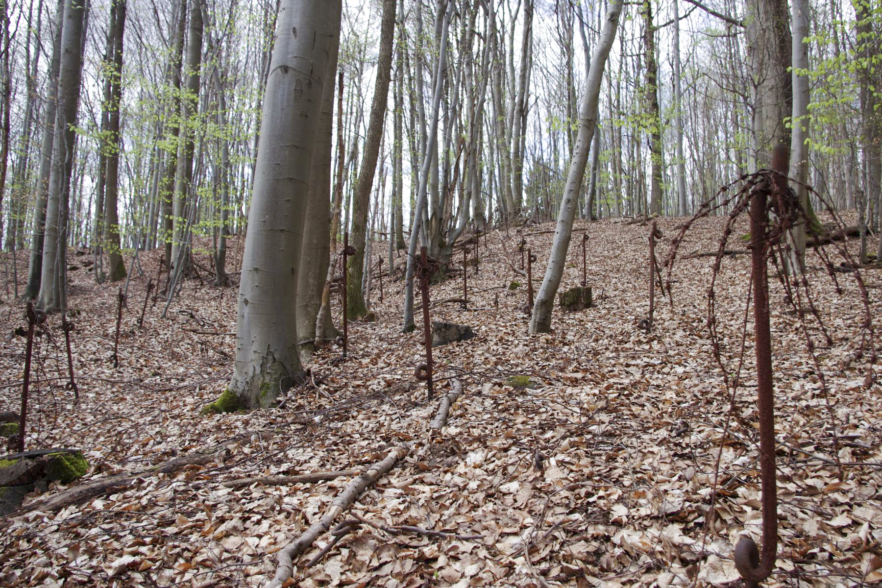 Ligne Maginot - VERRERIE - (Blockhaus pour arme infanterie) - Le réseau anti-personnel autour de la casemate - STENGER Mathieu