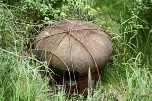 Ligne Maginot - SOETRICH - A11 - (Ouvrage d'artillerie) - Bloc 4
Le prise d'air avec les restes du camouflage