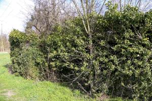 Ligne Maginot - NEUSCHOLLEN OUEST - (Blockhaus pour arme infanterie) - 