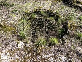Ligne Maginot - BREITENACKER SUD - (Casemate d'infanterie - Simple) - 