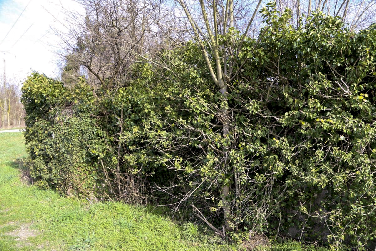 Ligne Maginot - NEUSCHOLLEN OUEST - (Blockhaus pour arme infanterie) -  - A. SCHOEN
