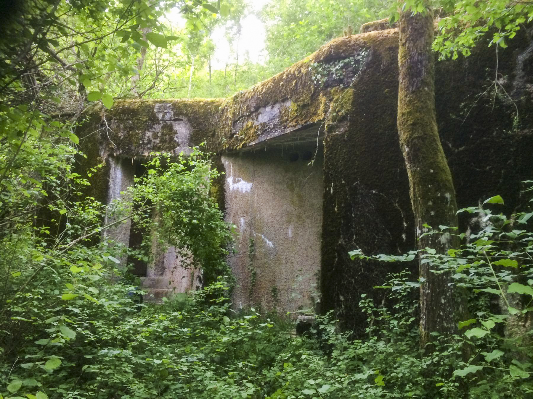 Ligne Maginot - BELLEVUE - (Central téléphonique d'observation) - La nature reprend ses droits - djdada