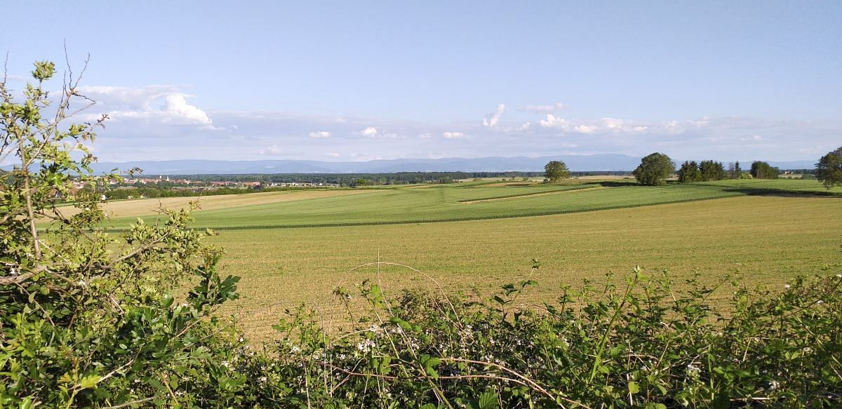 Ligne Maginot - OBERROEDERN NORD - (Casemate d'infanterie - Double) - Vue depuis la cloche JM (sud-est; ravins montant de Stundwiller, par où est arrivée l'attaque de l'infanterie allemande) - Gregory Fuchs