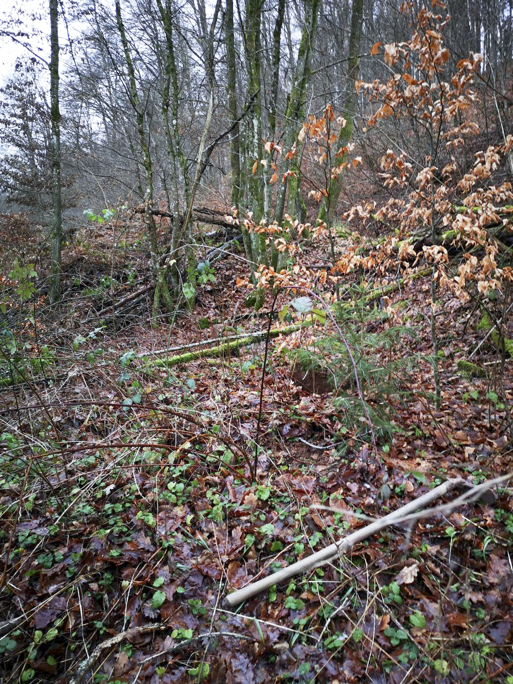 Ligne Maginot - B3 - (Chambre de coupure) - Oubliée depuis son abandon, la chambre de coupure a totalement disparu sous la terre et la végétation. - DK_Antoine4