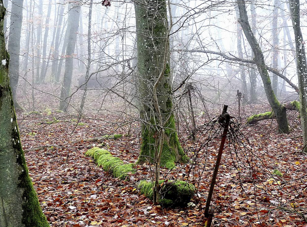 Ligne Maginot - BARRUNGSHOFF - BORNUNGSHOFF - X11 - (Abri) - Cloche GFM dans la brume - Sylvie Laure LAMBERT