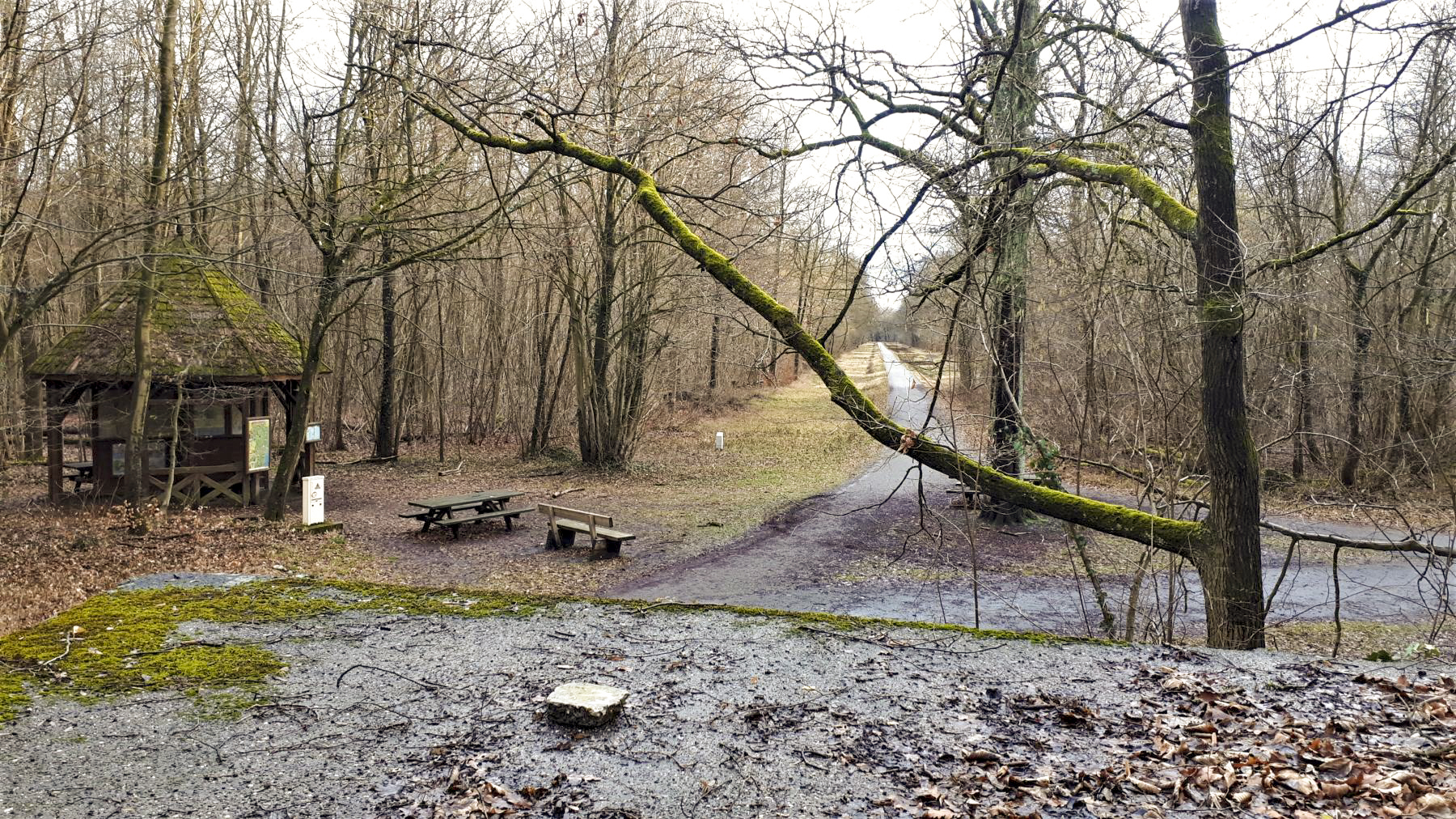 Ligne Maginot - BLAUELSAND - (Casemate d'infanterie - Simple) - Vue depuis l'orifice périscopique vers le sud (la direction de tir des mitrailleuses) - Les Gardiens du Rhin