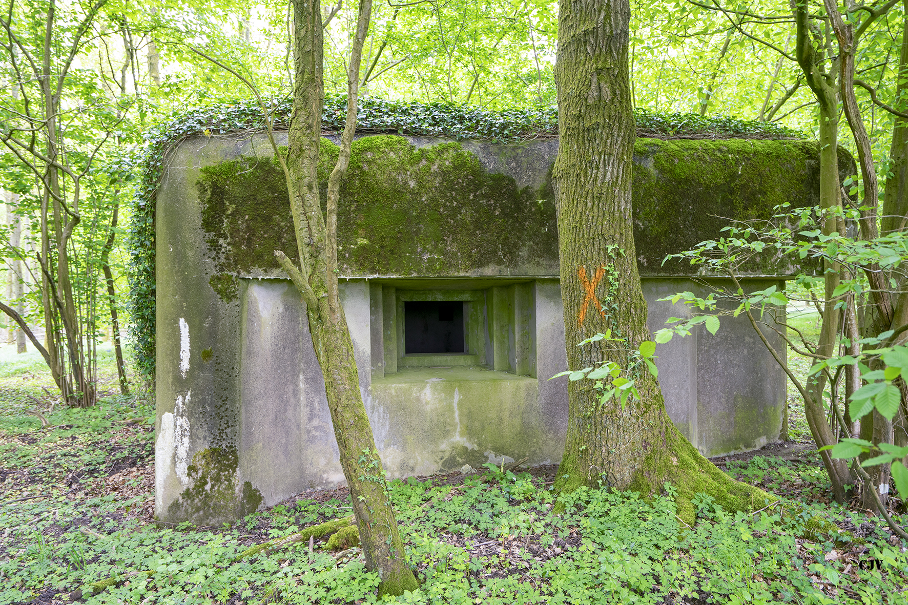 Ligne Maginot - SELTZBACH 1 - (Blockhaus pour arme infanterie) -  - Lia VERMEULEN