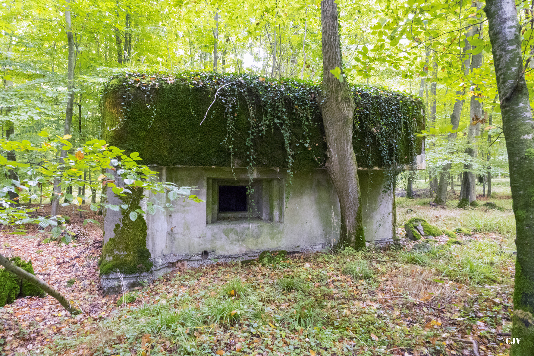 Ligne Maginot - SELTZBACH 3 (Blockhaus pour arme infanterie) -  - Lia VERMEULEN