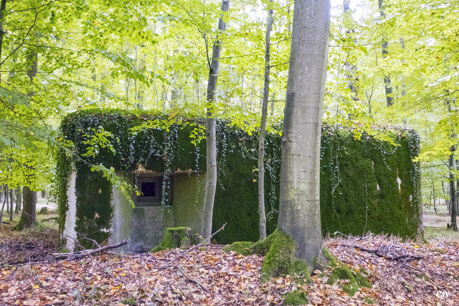 Ligne Maginot - SELTZBACH 3 (Blockhaus pour arme infanterie) -  - Lia VERMEULEN
