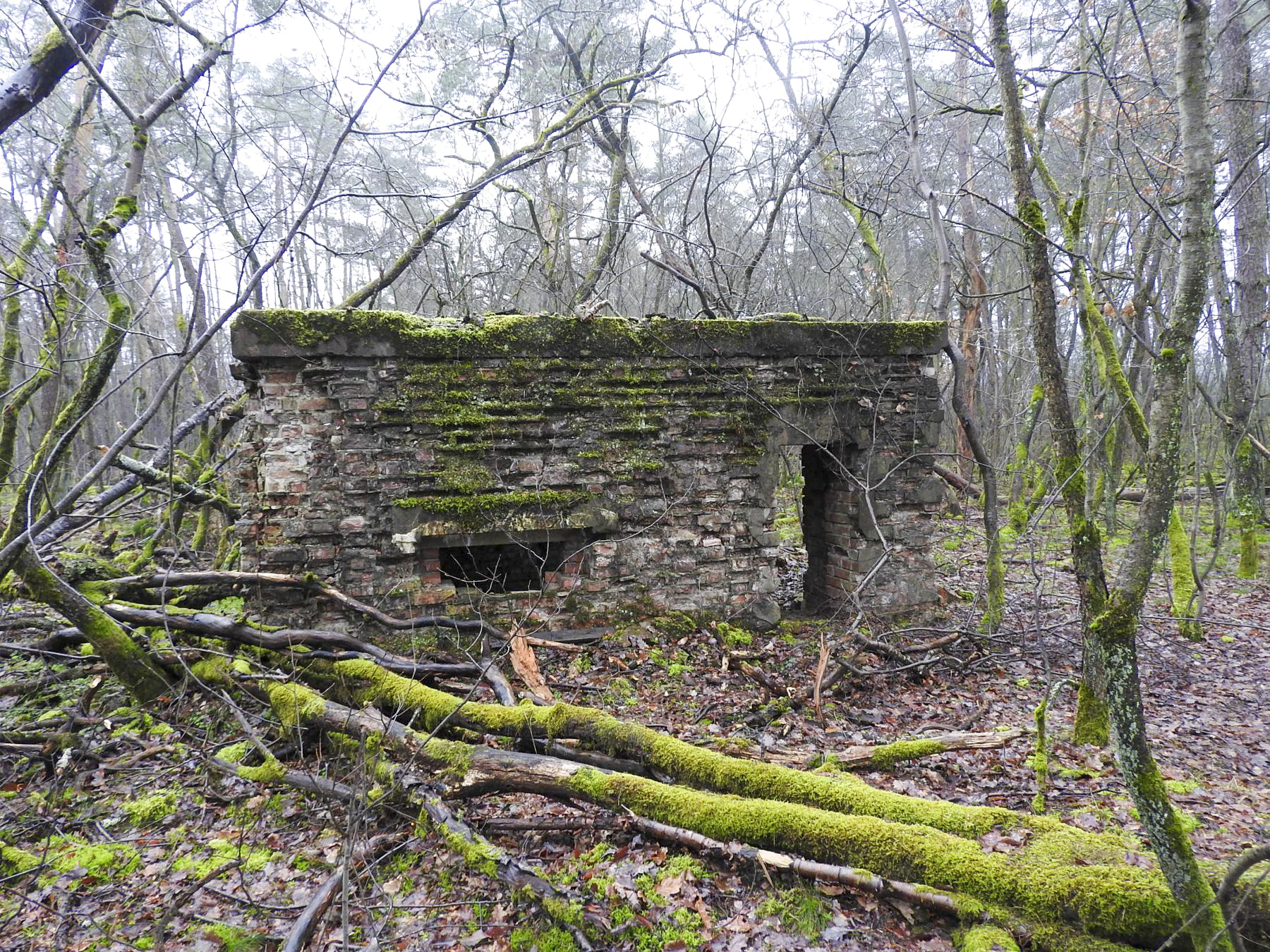 Ligne Maginot - FORLENWALD 1 - (Blockhaus pour canon) - L'entrée latérale et un créneau - STENGER Mathieu