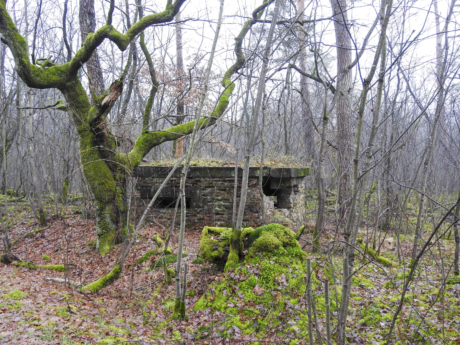 Ligne Maginot - FORLENWALD 2 - (Blockhaus pour arme infanterie) -  - STENGER Mathieu
