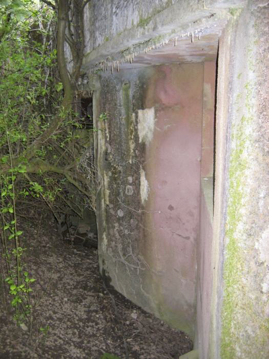Ligne Maginot - Casemate d'infanterie de Muehlrhein - La casemate dans son inextricable végétation - Les Gardiens du Rhin
