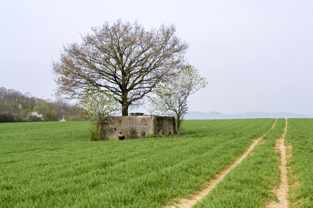 Ligne Maginot - CB259 - STRESSLING 3 - (Blockhaus pour arme infanterie) -  - www.arnaultjl-photo.com