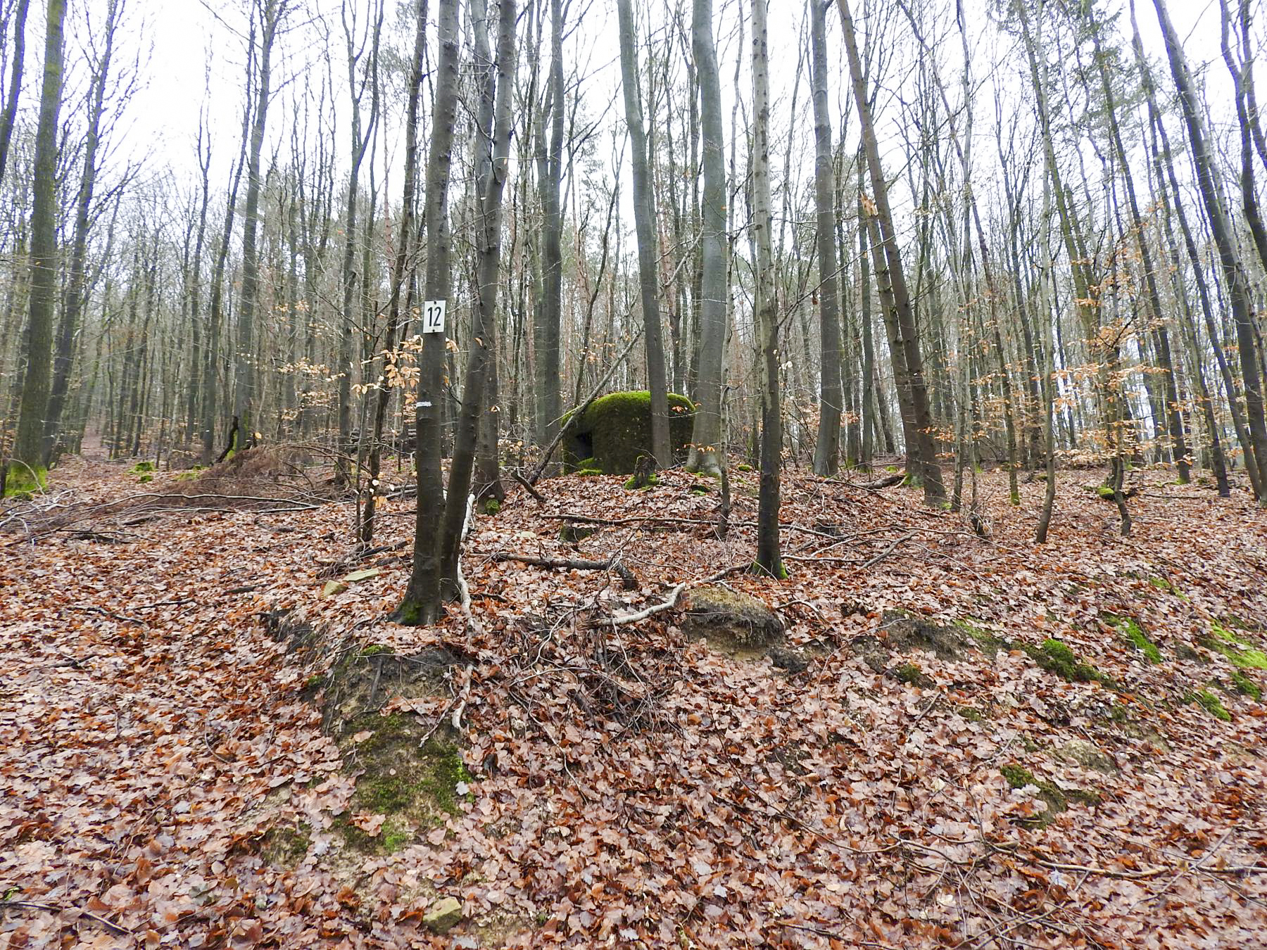 Ligne Maginot - PFAFFENBRONN 2 - (Blockhaus pour arme infanterie) - Le bloc vu depuis le chemin forestier - STENGER Mathieu