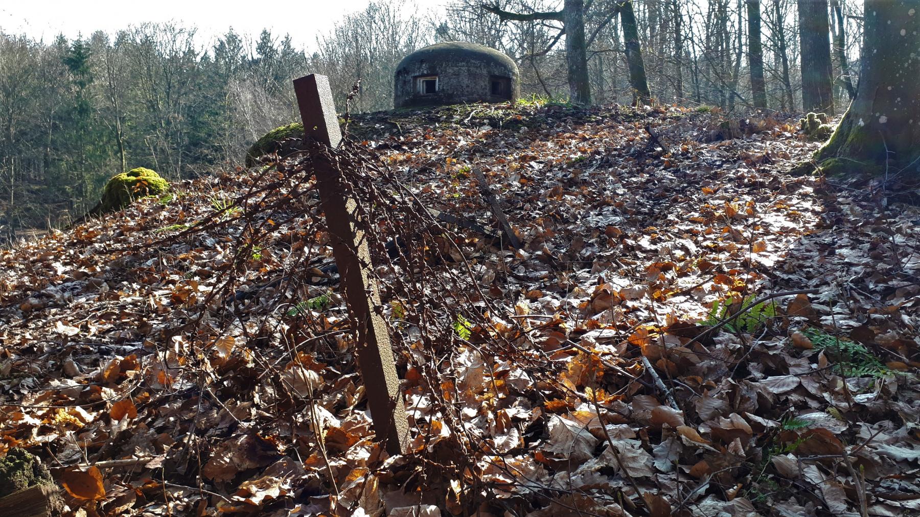 Ligne Maginot - GUNSTHAL FERME OUEST - (Blockhaus pour arme infanterie) - Réseau barbelés devant la cloche GFM - Gregory Fuchs
