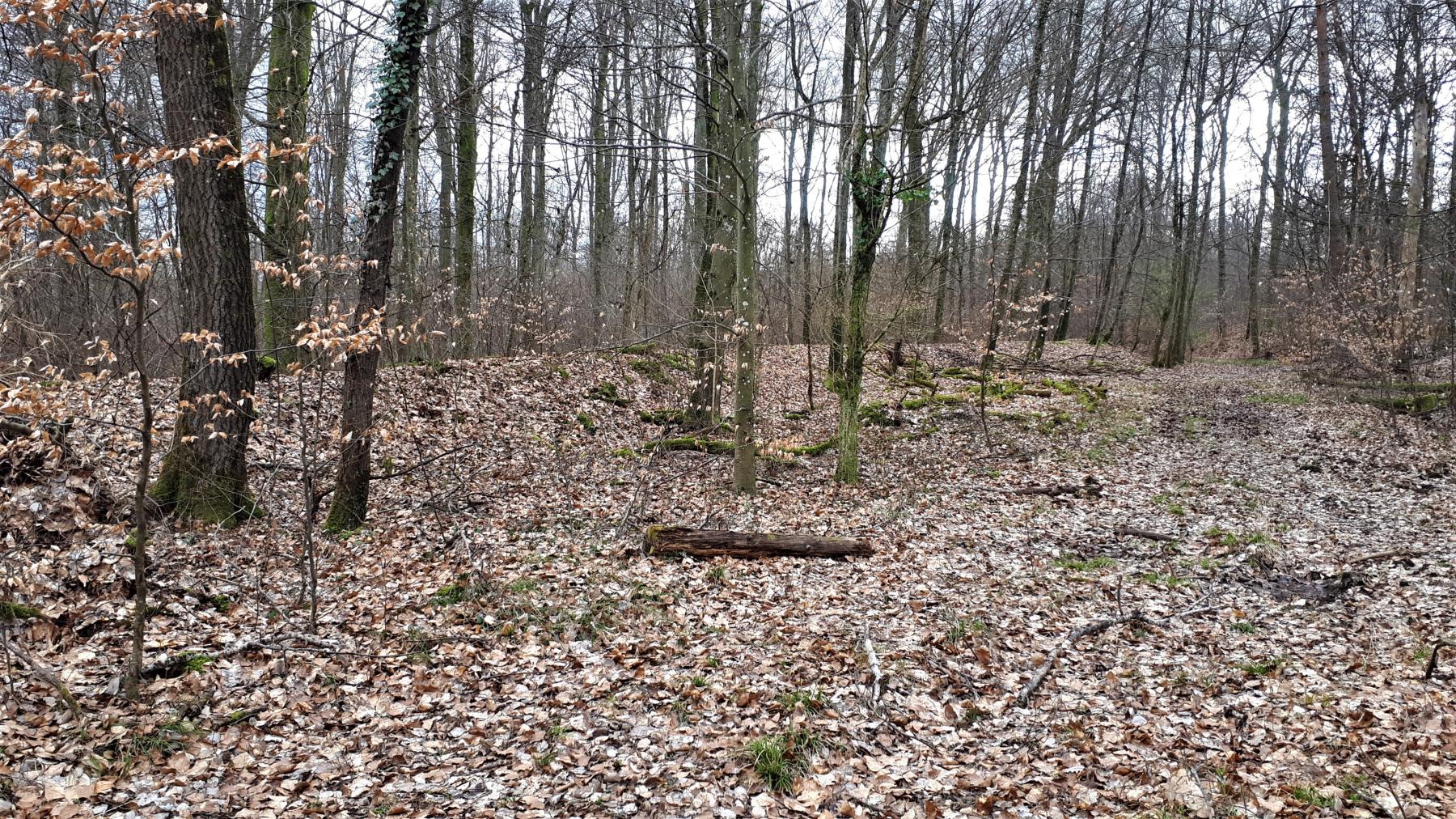 Ligne Maginot - LANGENSOULTZBACH - (Dépôt du Génie) - Remblais de protection bordant le chemin en face des bâtiments - Gregory Fuchs