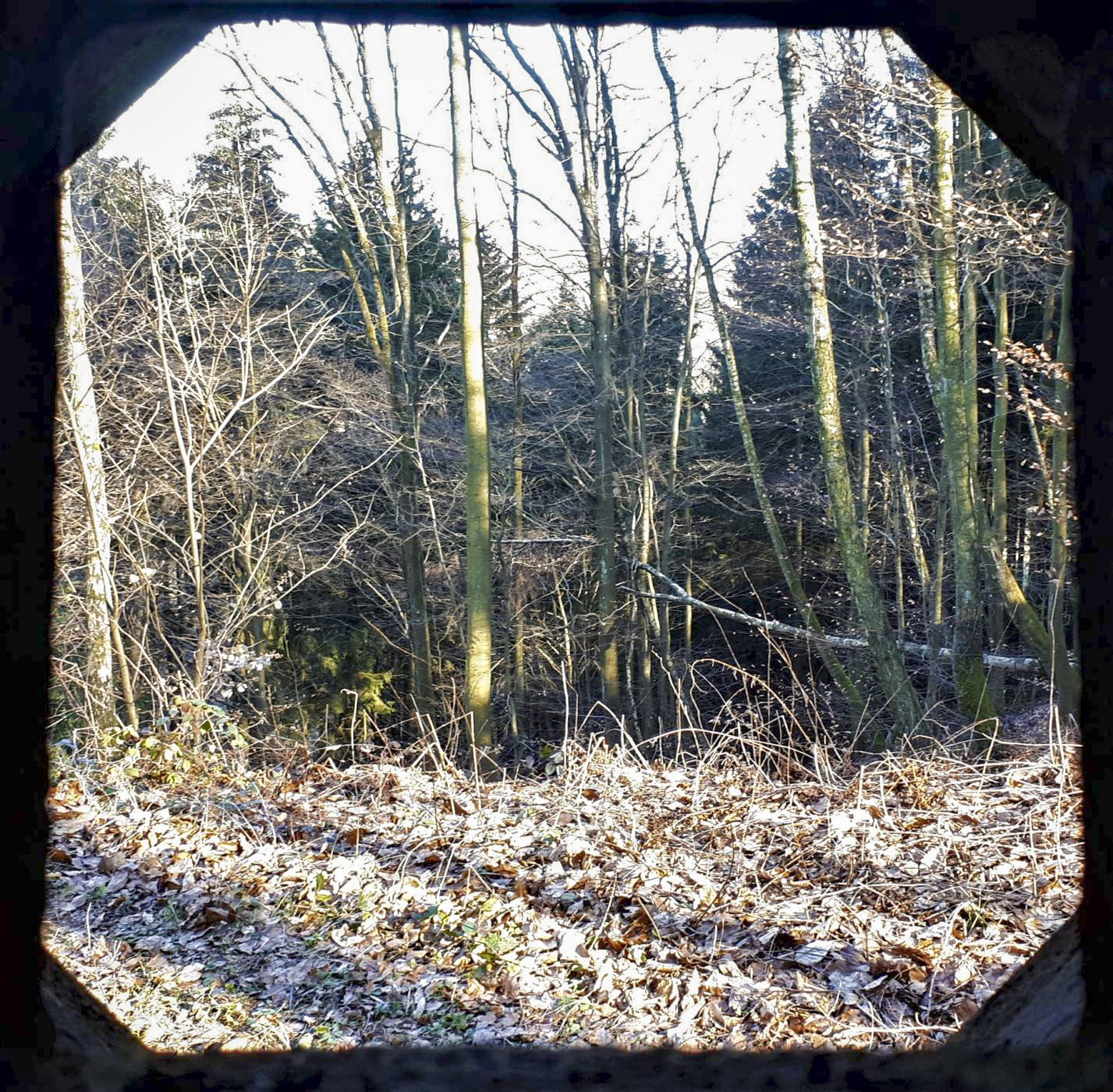 Ligne Maginot - GUNSTHAL COL EST - (Blockhaus pour arme infanterie) - Vue depuis le créneau FM de la chambre de tir - Gregory Fuchs