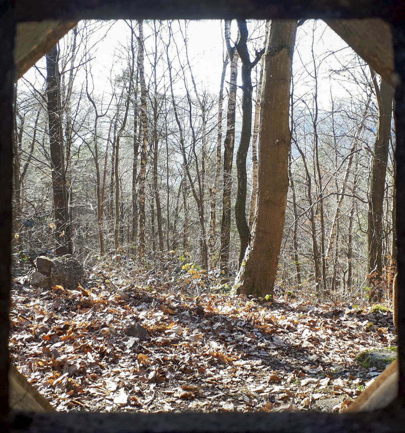 Ligne Maginot - GUNSTHAL COL OUEST - (Blockhaus pour arme infanterie) - Vue depuis le créneau FM de la caponnière - Gregory Fuchs