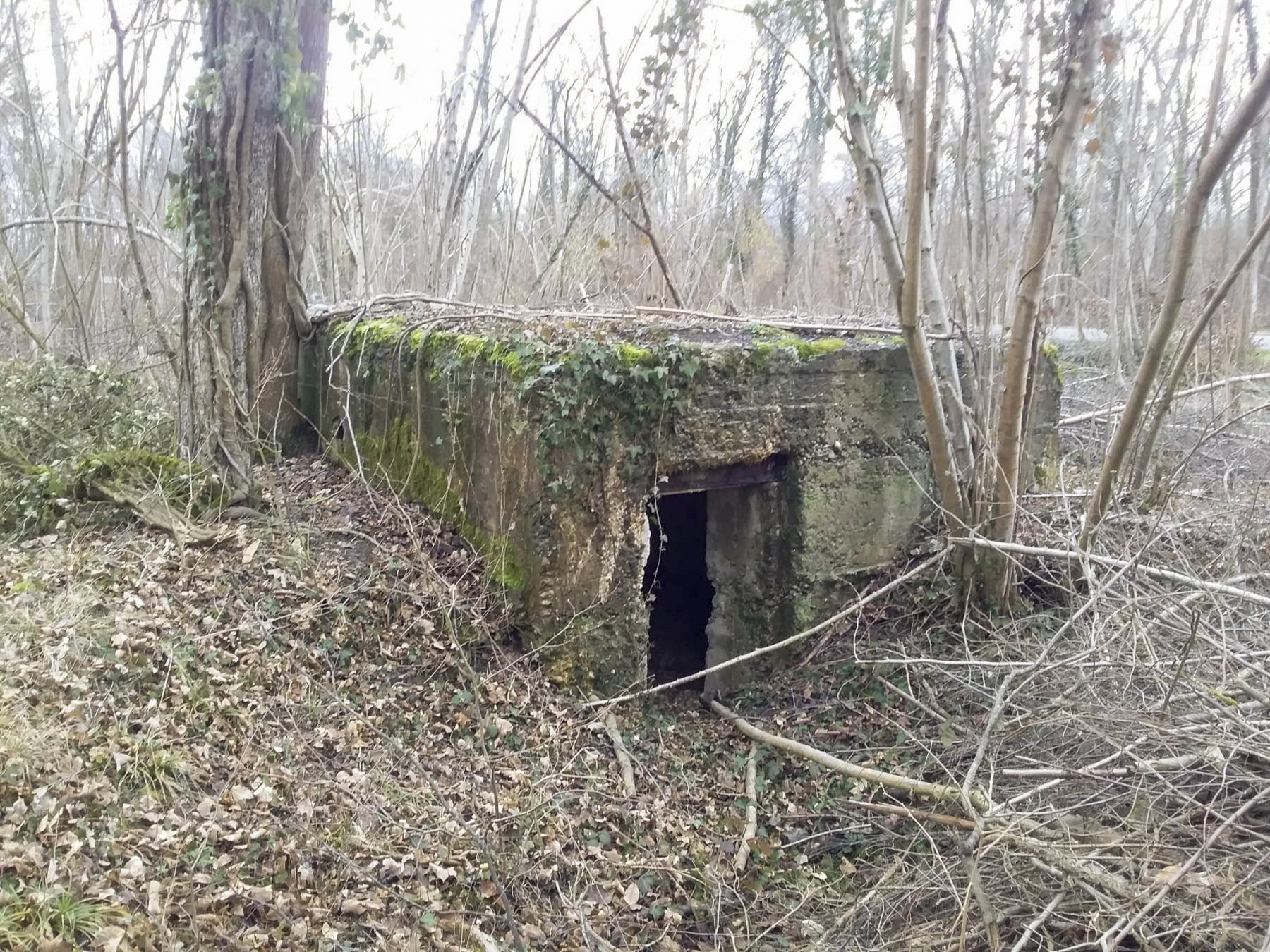 Ligne Maginot - BOIS D'ARTZENHEIM 2 - (PC) -  - Joel Muntzinger