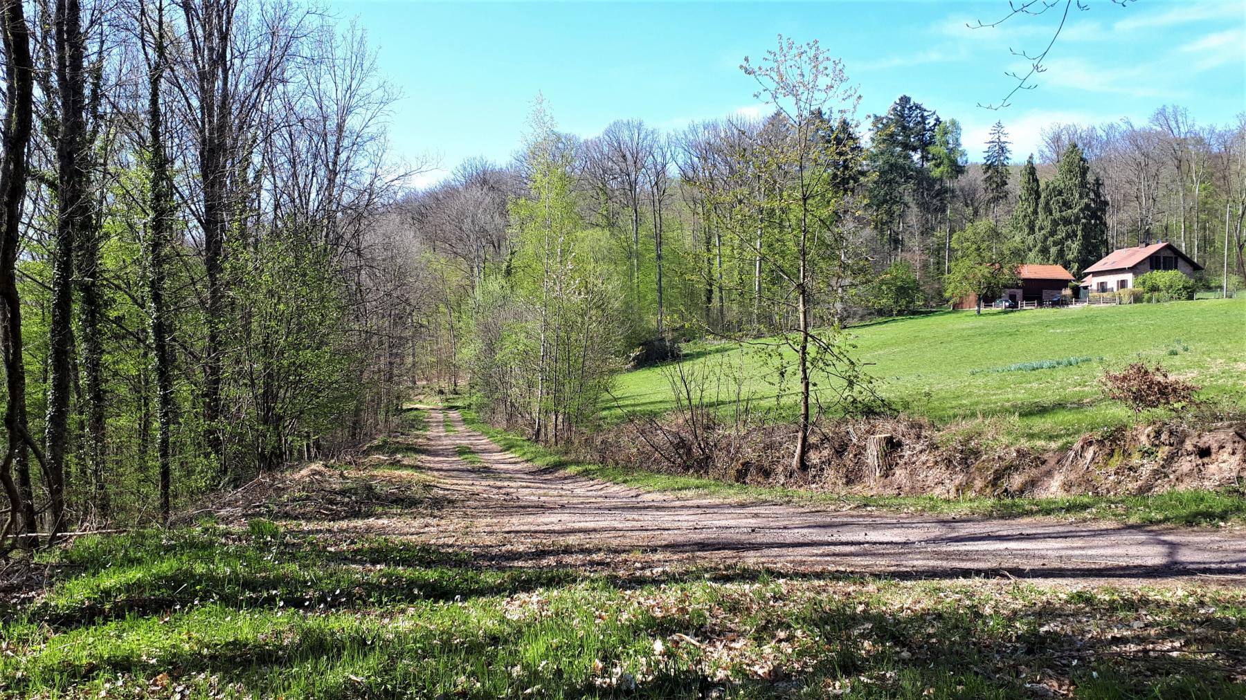Ligne Maginot - C8 - NONNENHARDT MAISON FORESTIERE 2 - (Blockhaus pour canon) - Le chemin forestier couvert par le bloc - Gregory Fuchs