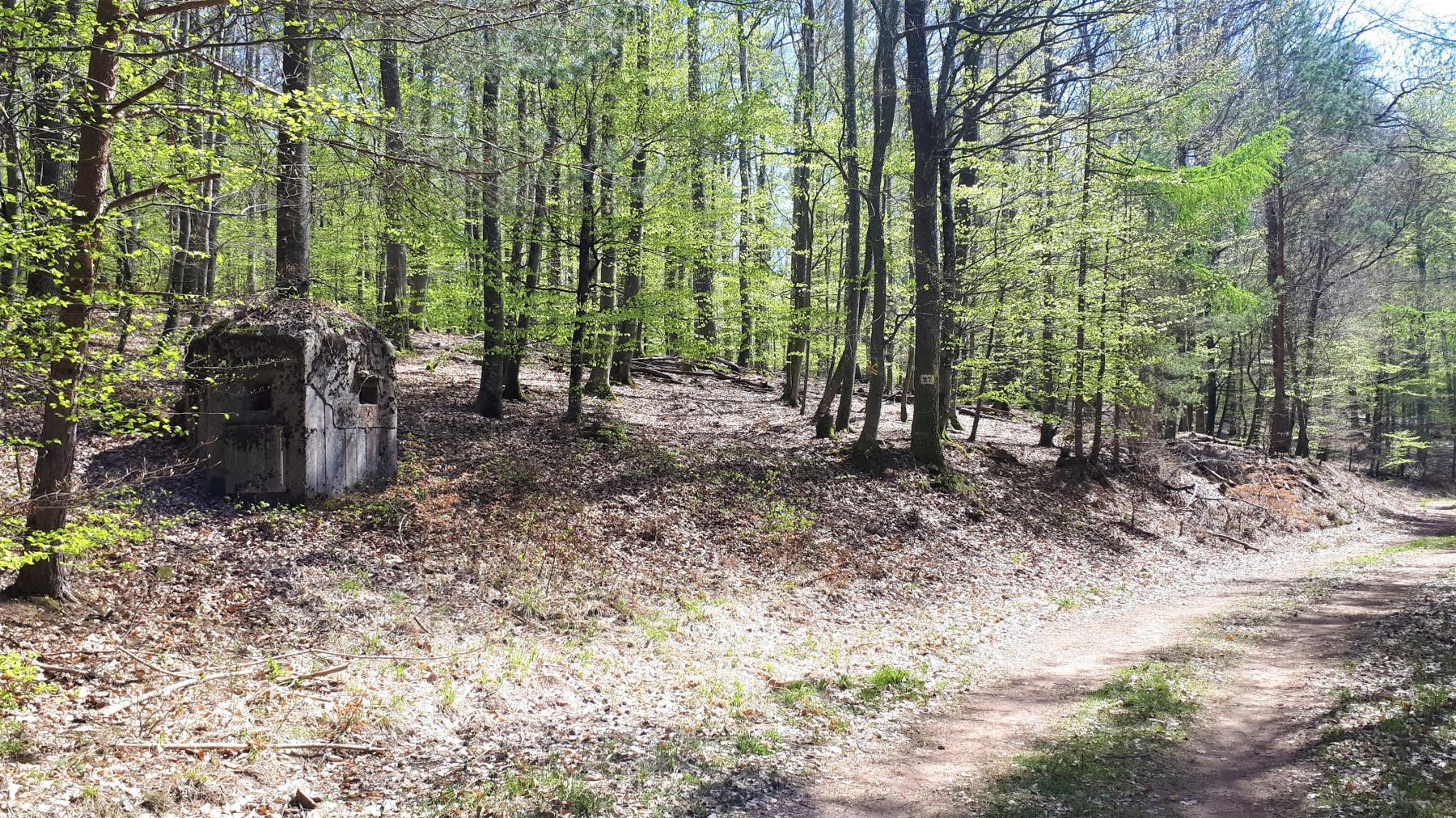 Ligne Maginot - FM45 - NONNENHARDT CENTRE 2 - (Blockhaus pour arme infanterie) - Le blockhaus à l'intersection d'un layon et d'un chemin forestier - Gregory Fuchs