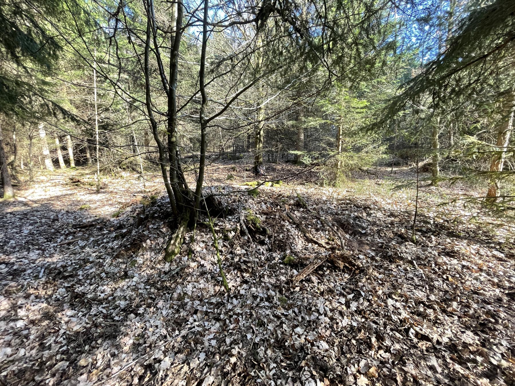 Ligne Maginot - C4 - (Chambre de coupure) - Emplacement de la chambre, camouflée par les feuilles - DK_Antoine4