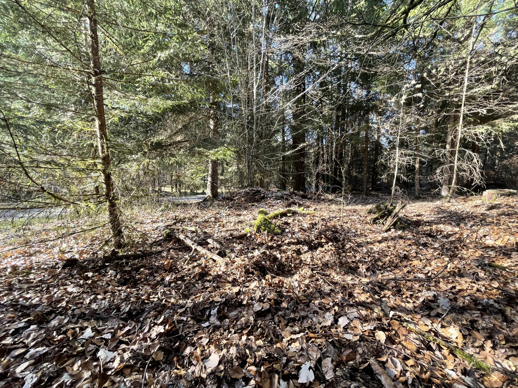 Ligne Maginot - C4 - (Chambre de coupure) - Emplacement de la trappe, camouflée par les feuilles - DK_Antoine4