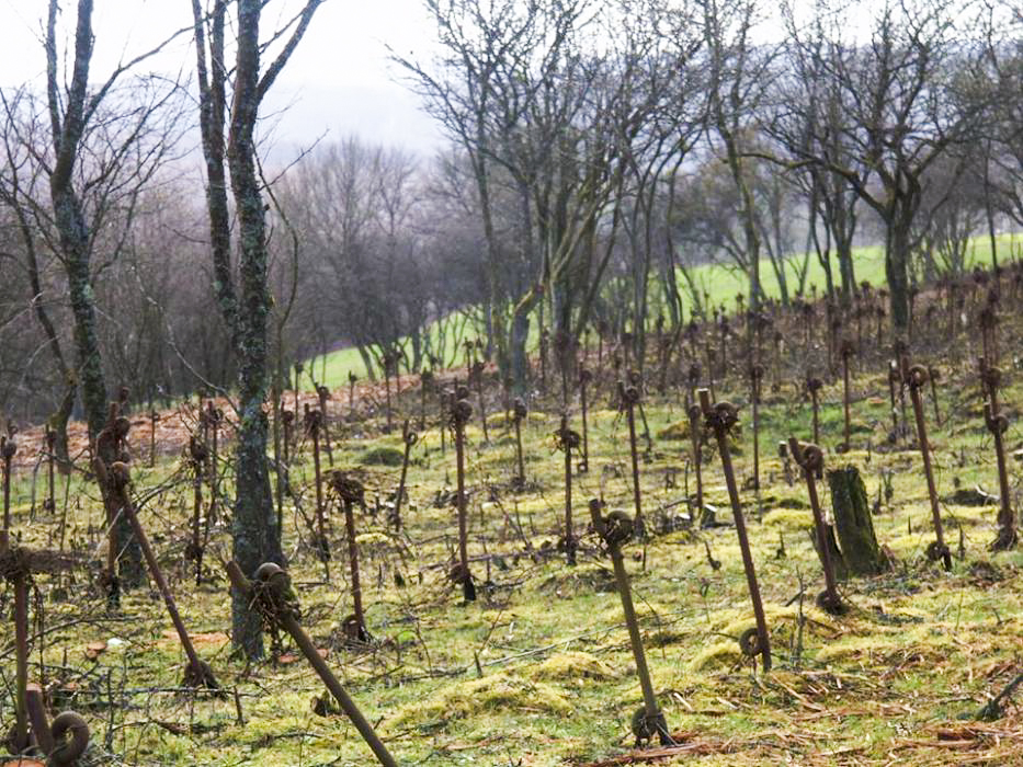 Ligne Maginot - FOUR A CHAUX - FAC - (Ouvrage d'artillerie) - Réseau antipersonnel - GRASSER Michel