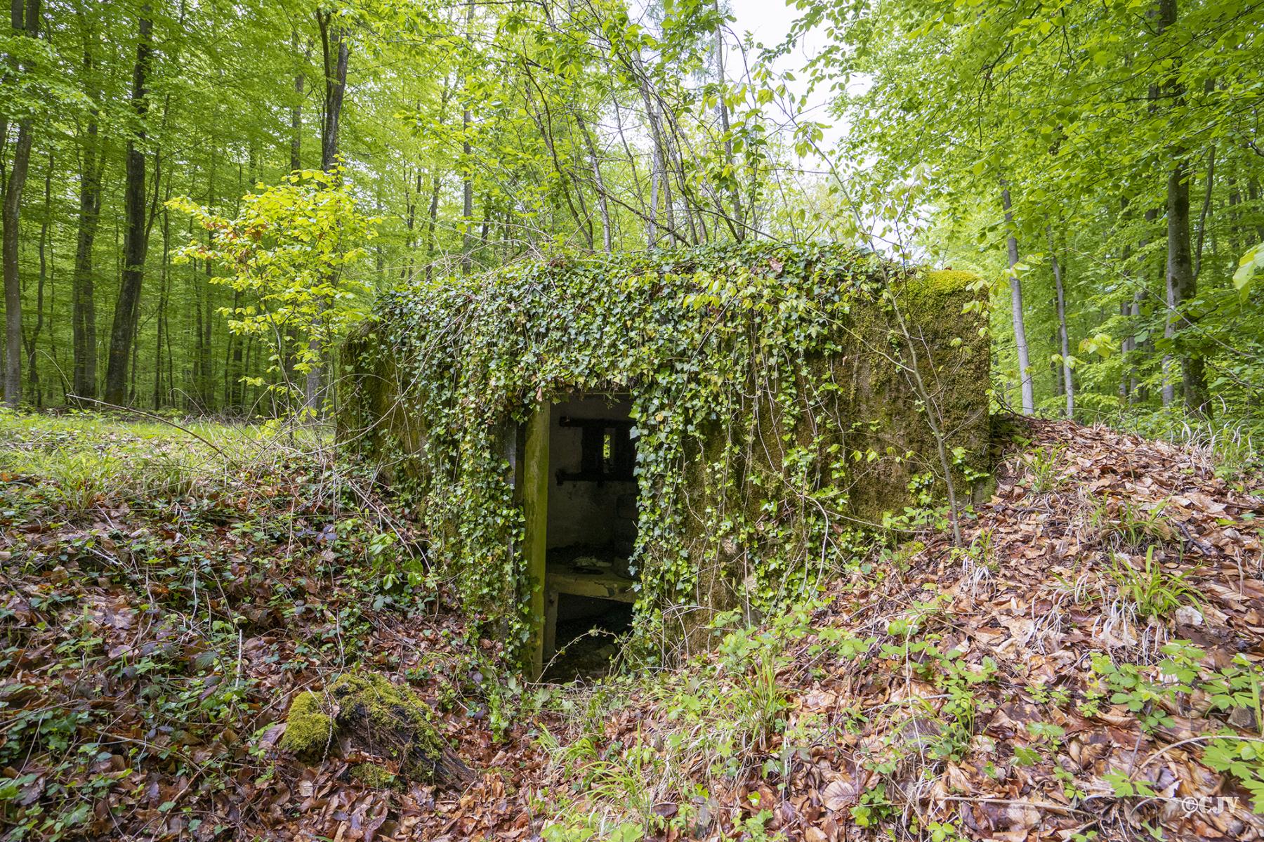 Ligne Maginot - M14 - BOIS DE LANGENSOULTZBACH 4 - (Blockhaus pour arme infanterie) -  - Lia VERMEULEN