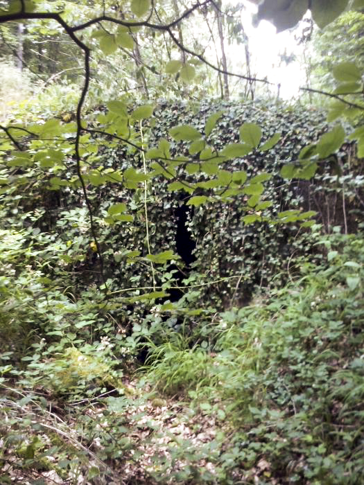 Ligne Maginot - M14 - BOIS DE LANGENSOULTZBACH 4 - (Blockhaus pour arme infanterie) -  - donceuh