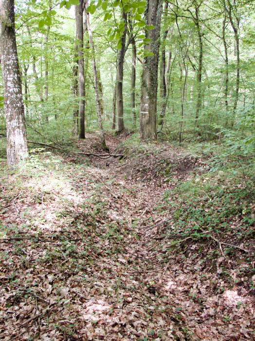Ligne Maginot - CB421 - NEUWIESE 1 - (Blockhaus pour arme infanterie) - Réseau de tranchées à proximité - Schnoupf
