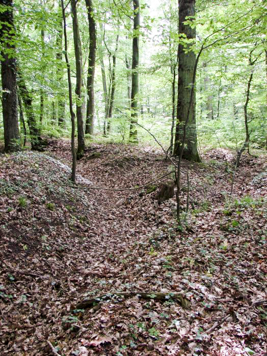 Ligne Maginot - CB421 - NEUWIESE 1 - (Blockhaus pour arme infanterie) - Réseau de tranchées à proximité - Schnoupf